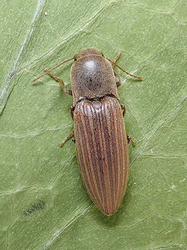 Elateridae: Agriotes lineatus? S